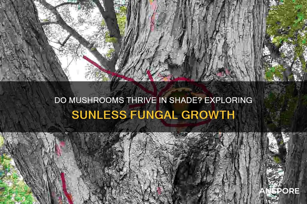 do mushrooms come out when sun