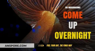 Mushroom Growth: Overnight Emergence Explained
