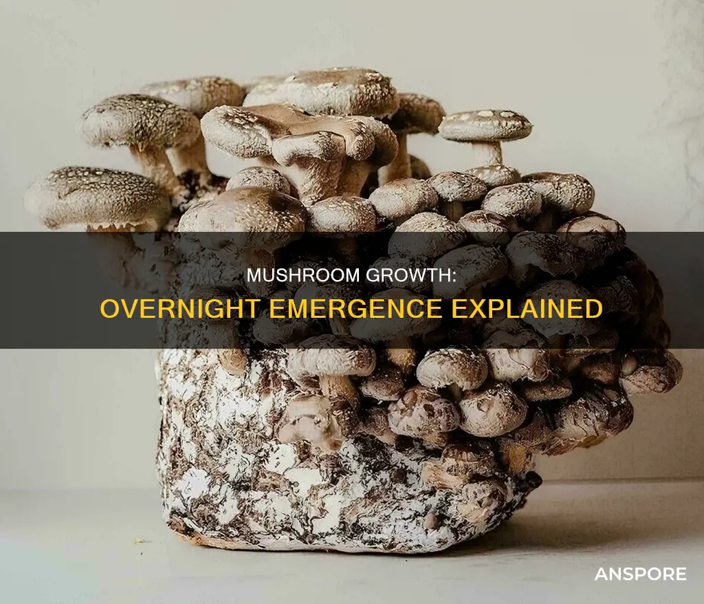 do mushrooms come up overnight