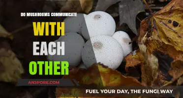 Do Mushrooms Communicate? Unveiling the Secret Language of Fungi