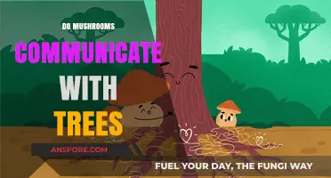 Mushrooms' Secret Language: Tree Communication
