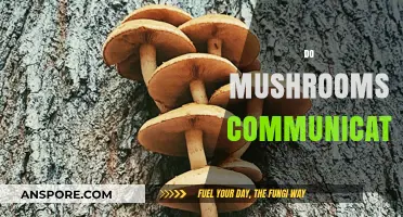 Mushrooms' Intricate Communication Networks: Unveiling Nature's Secrets
