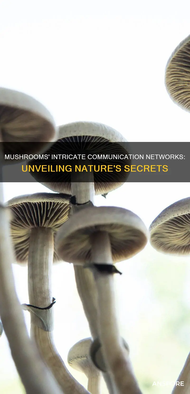do mushrooms communicate
