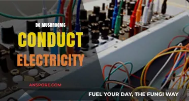 Mushrooms: Electrical Conductors or Not?