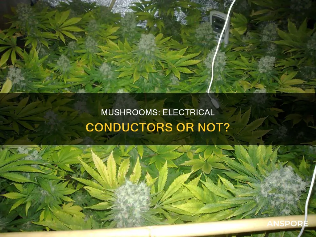 do mushrooms conduct electricity