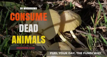 Mushrooms: Nature's Decomposers and Their Role in the Ecosystem