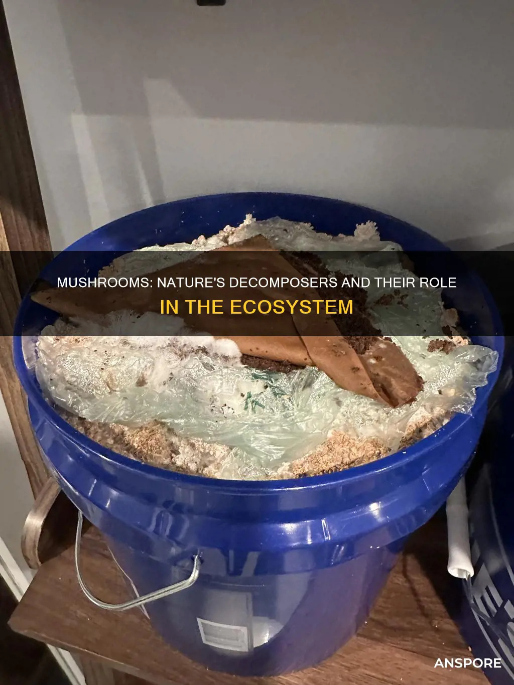 do mushrooms consume dead animals