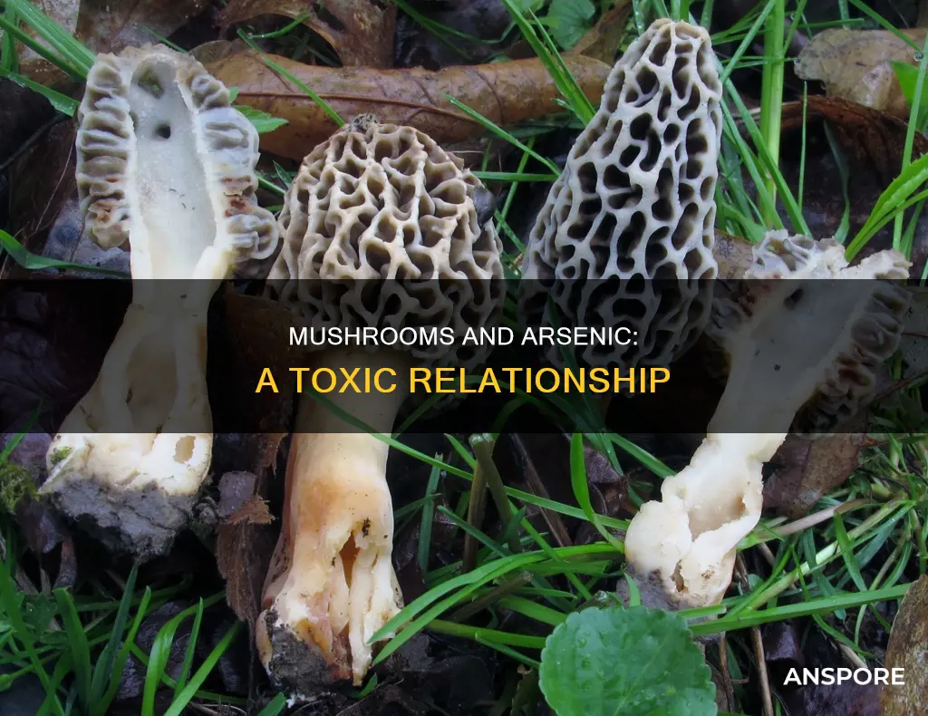 do mushrooms contain arsenic