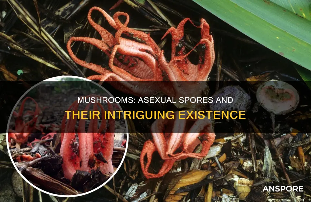 do mushrooms contain asexual spores