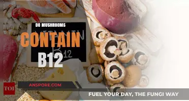 Mushrooms and B12: What's the Truth?