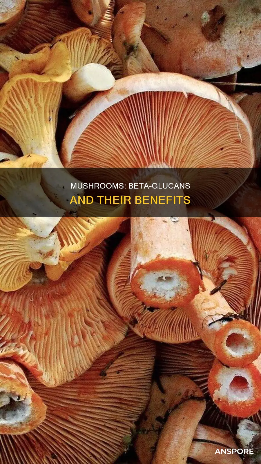 do mushrooms contain beta glucans