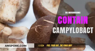 Mushrooms and Campylobacter: A Dangerous Duo?