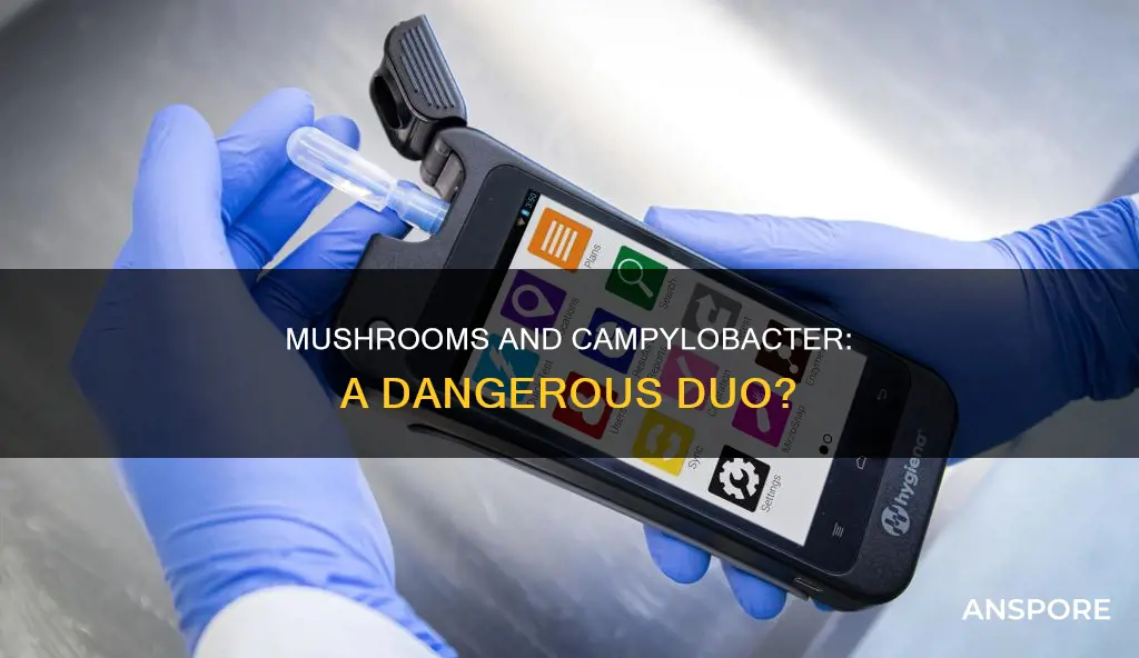 do mushrooms contain campylobacter
