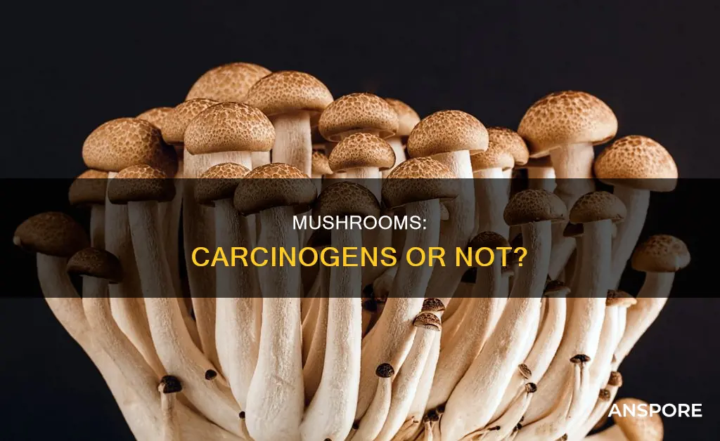 do mushrooms contain carcinogens
