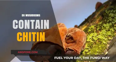 Mushroom Chitin: What's the Deal?