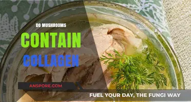 Mushrooms: A Rich Source of Collagen?
