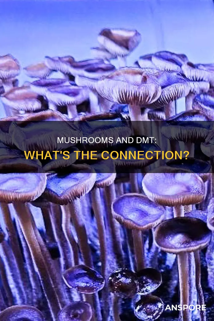 do mushrooms contain dmt