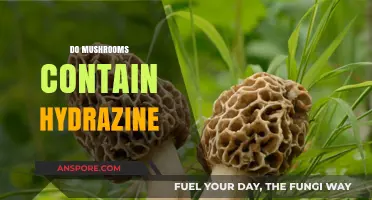 Mushrooms and Hydrazine: What's the Connection?