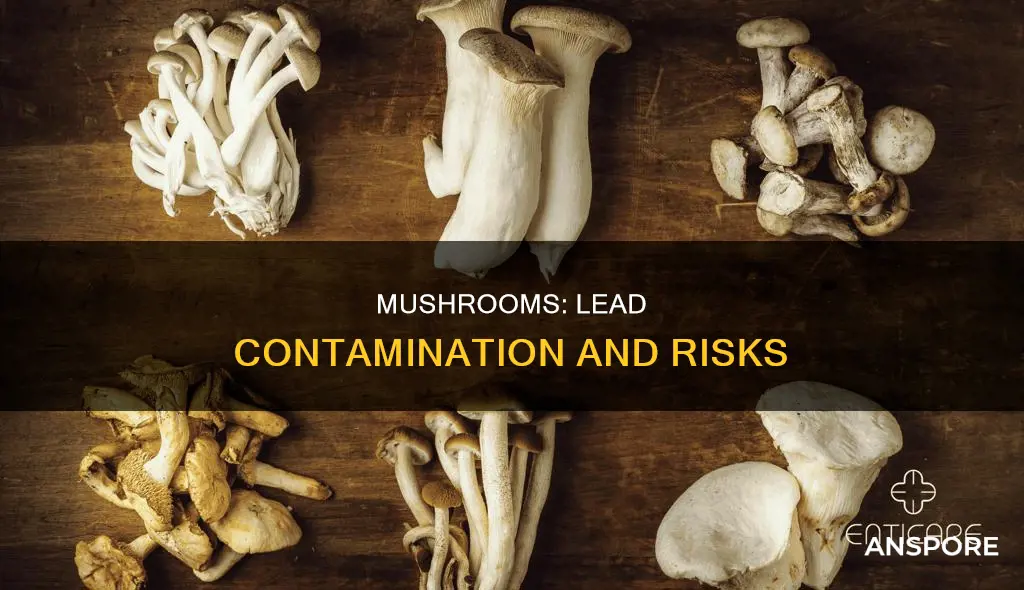 do mushrooms contain lead