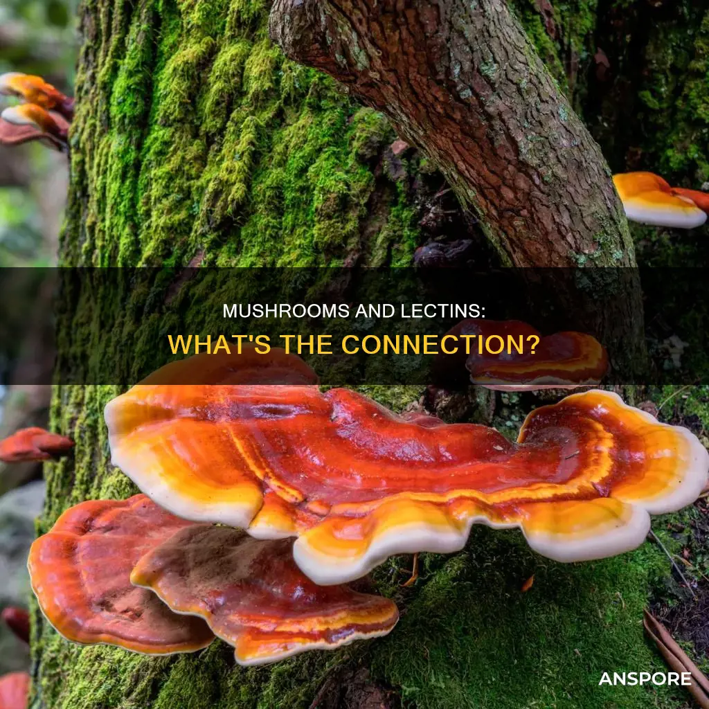 do mushrooms contain lectins