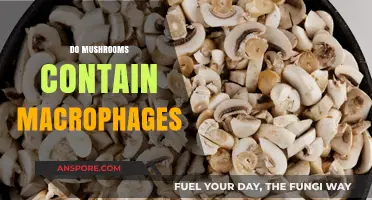 Macrophages in Mushrooms: Myth or Reality?