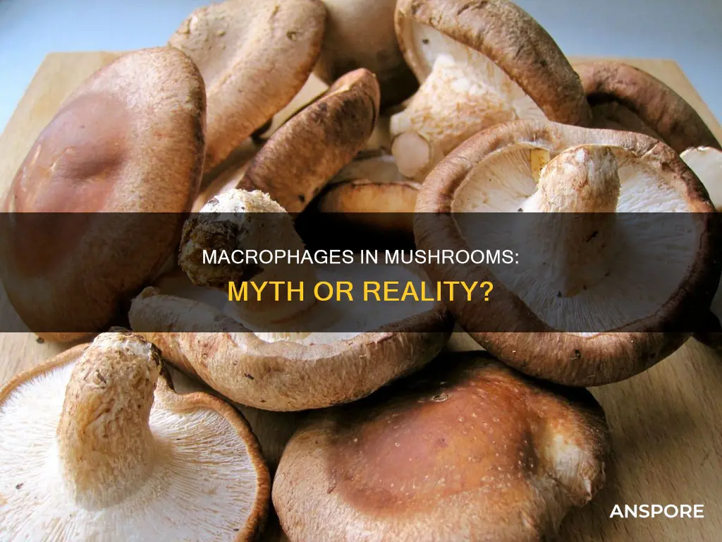do mushrooms contain macrophages