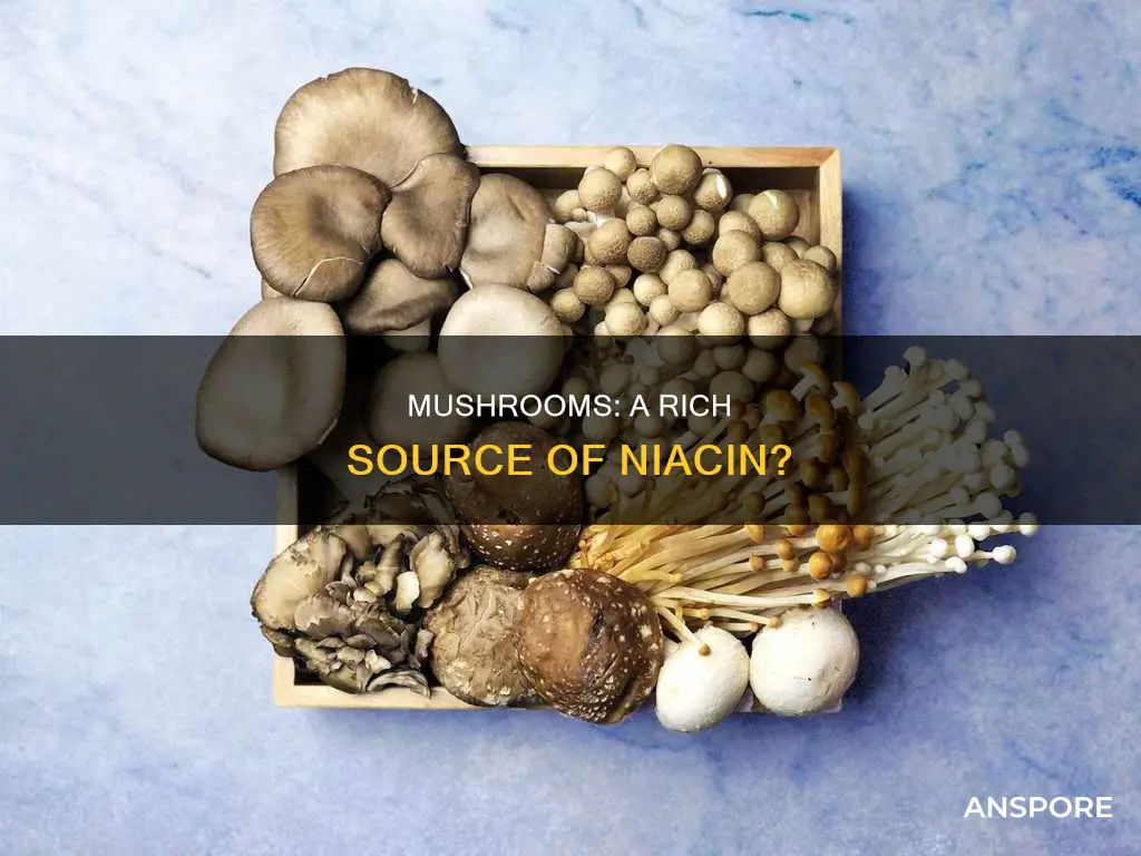 do mushrooms contain niacin