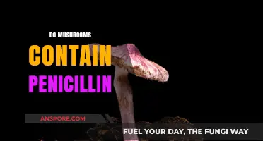 Mushrooms: Natural Penicillin Sources?