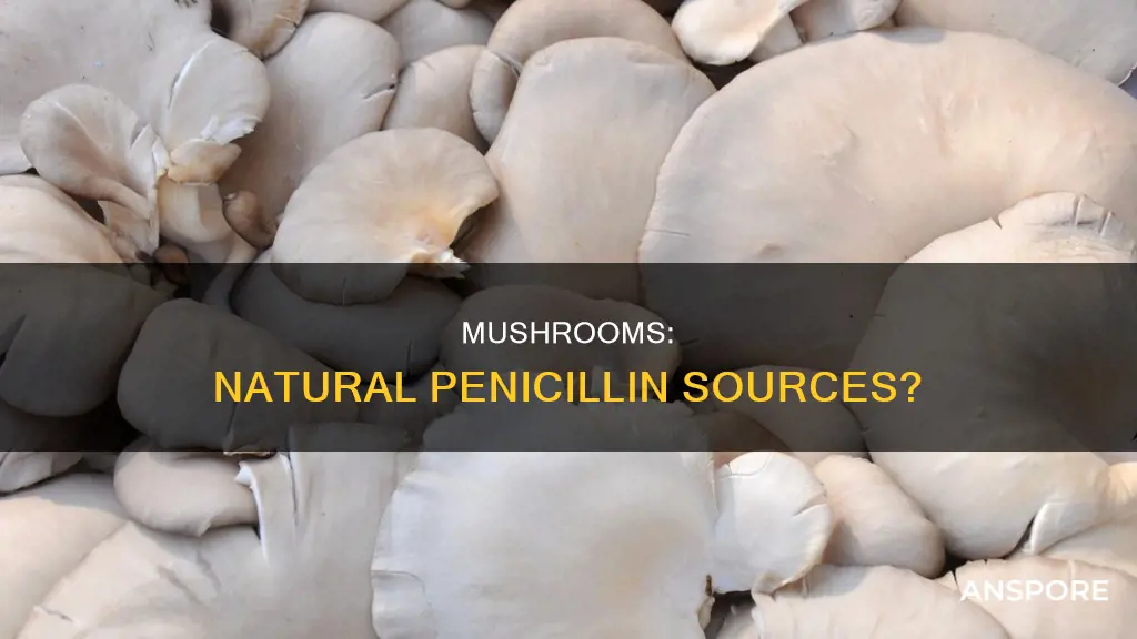 do mushrooms contain penicillin