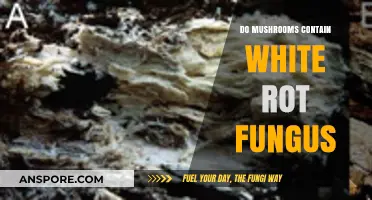 Do Mushrooms Contain White Rot Fungus? Unveiling the Truth