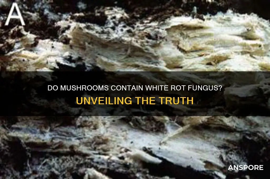 do mushrooms contain white rot fungus