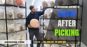 Do Mushrooms Keep Growing After Harvesting? The Surprising Truth