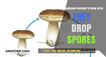Do Mushrooms Keep Growing After Releasing Spores? Unveiling the Fungal Lifecycle