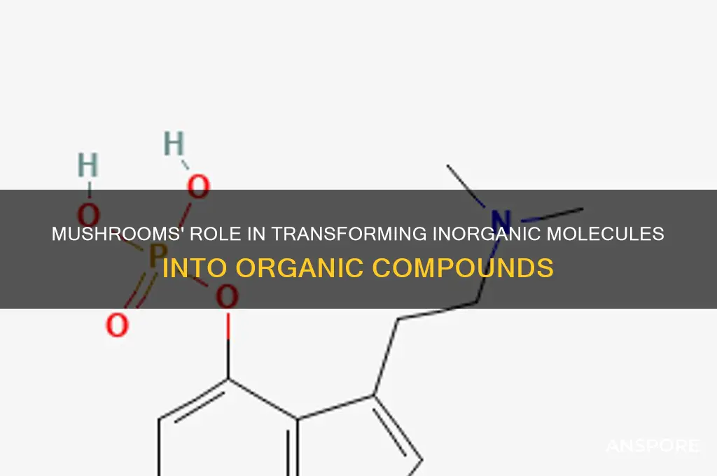 do mushrooms convert inorganic molecules in to organic molecules