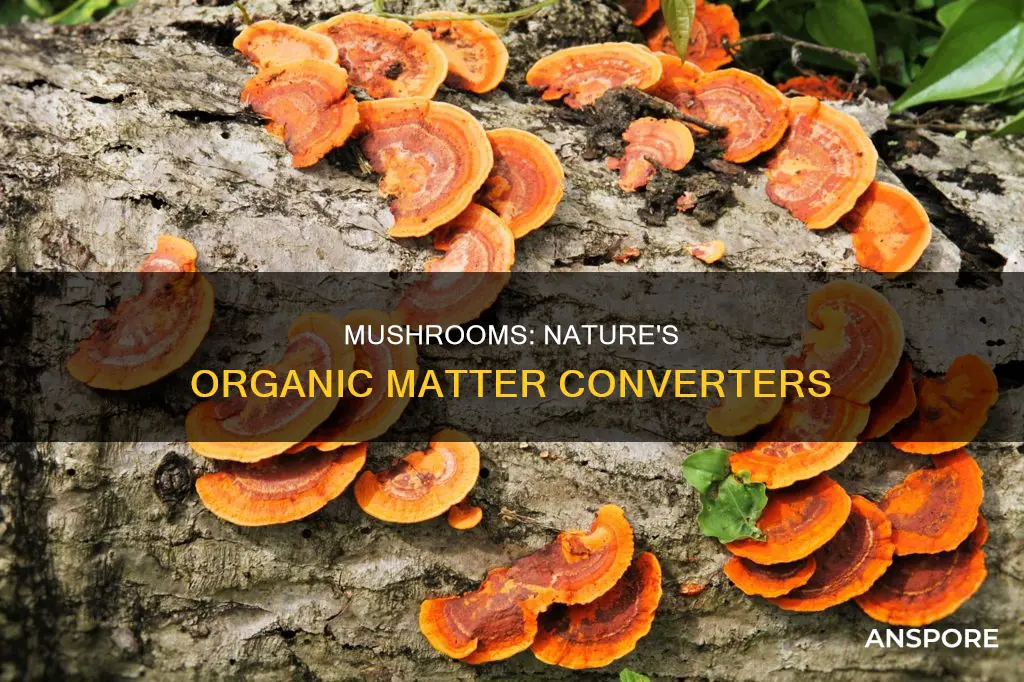do mushrooms convert organic matter