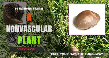 Are Mushrooms Nonvascular Plants? Unraveling Their Botanical Classification