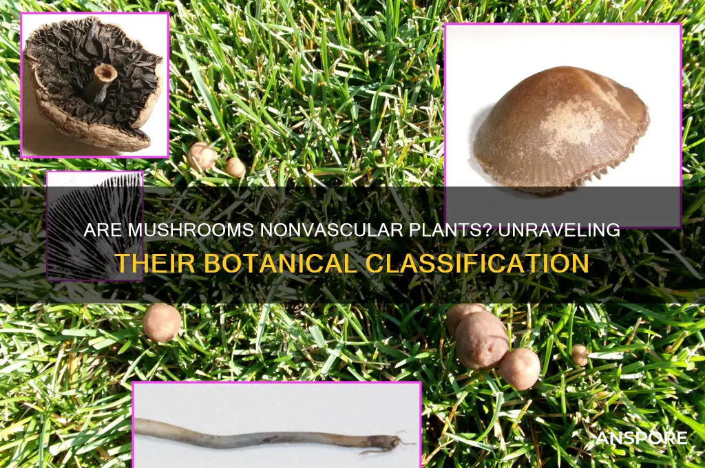 do mushrooms count as a nonvascular plant