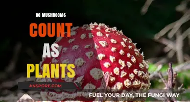 Mushrooms: Are They Plants or Not?