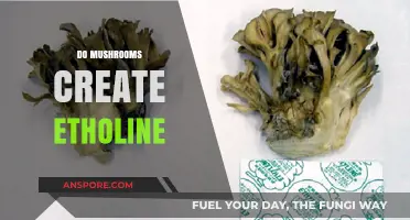 Mushrooms and Their Ethylene-Producing Abilities