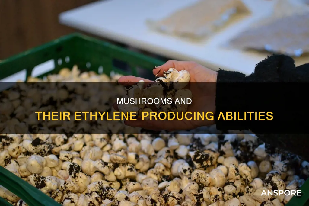 do mushrooms create etholine