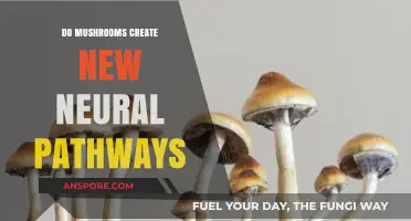 Mushrooms and Brain Plasticity: Can Fungi Foster New Neural Pathways?