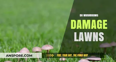 Mushrooms: Lawn Friends or Foes?