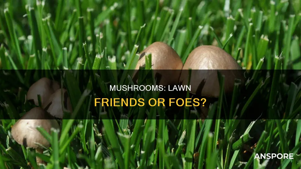 do mushrooms damage lawns