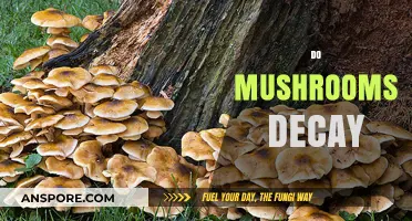 Mushrooms: Understanding Decay and Its Prevention