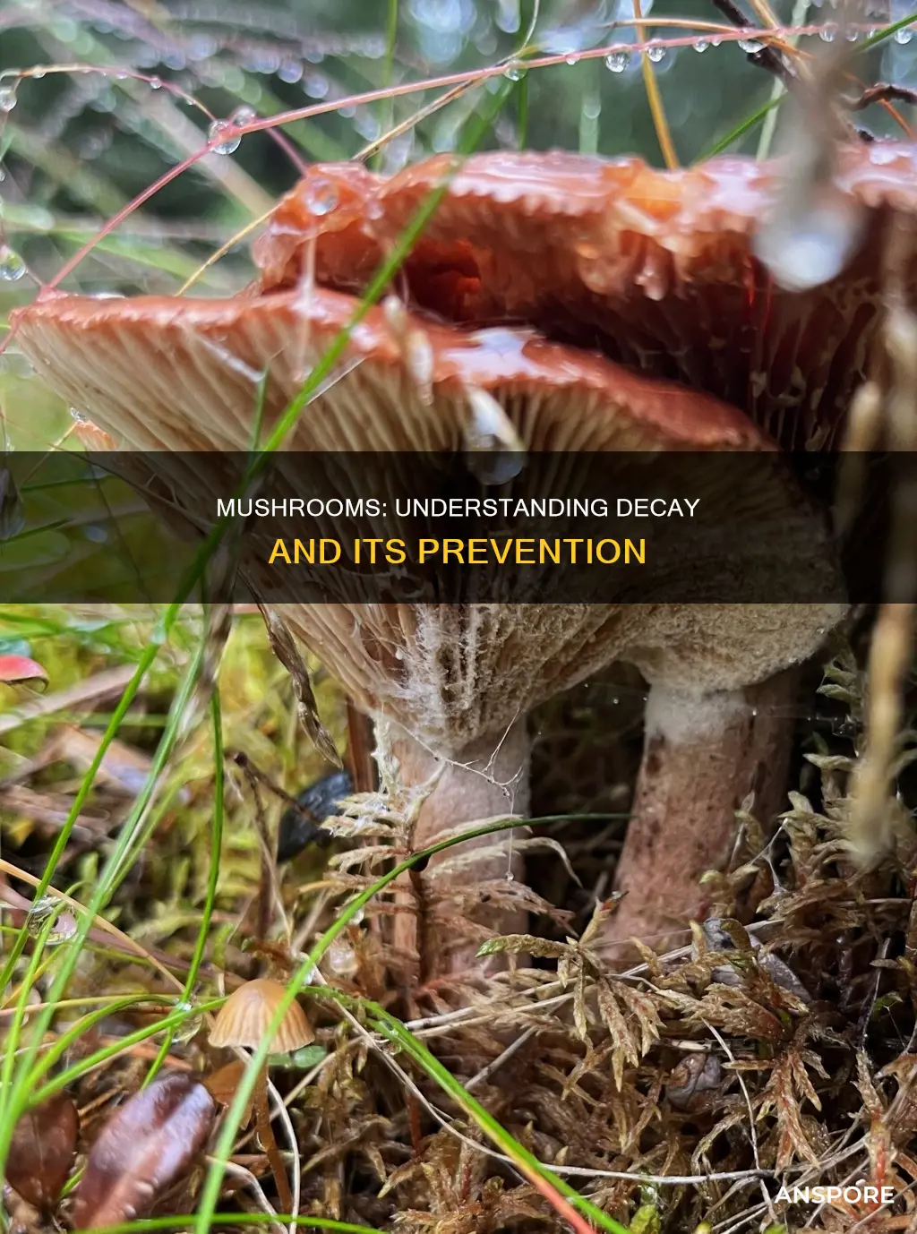 do mushrooms decay