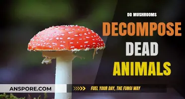 How Mushrooms Decompose Dead Animals and Purify Nature