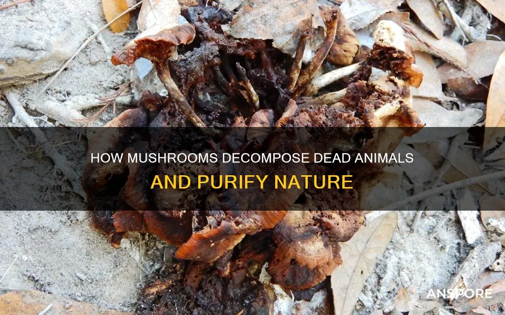 do mushrooms decompose dead animals