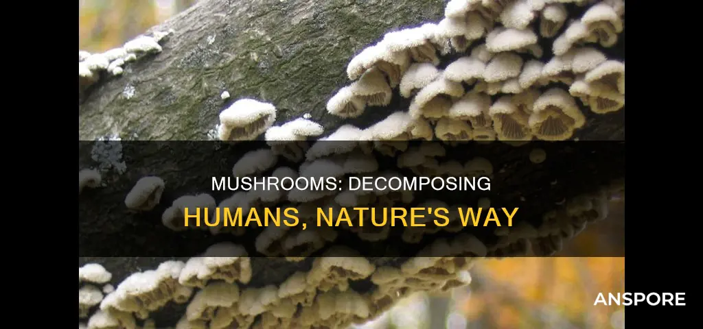 do mushrooms decompose humans