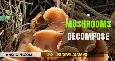 Mushrooms: Nature's Decomposers and Their Role in the Ecosystem