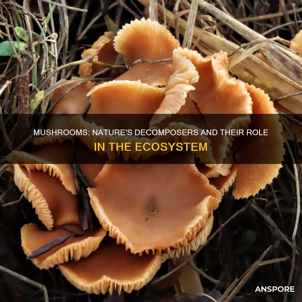 do mushrooms decompose
